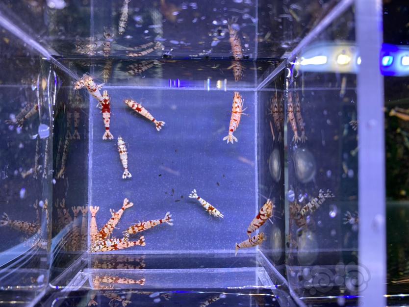 【虾】2021-05-02#RMB拍卖#红花虎13母2公-图6