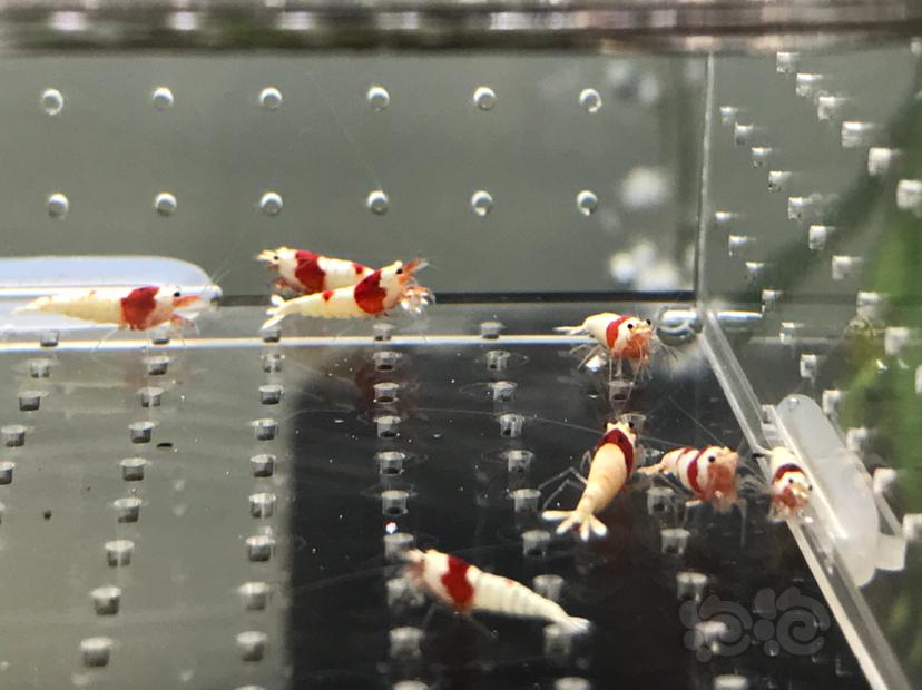 【虾】2021-5-26#RMB拍卖#纯血红白苗子一份12只-图5