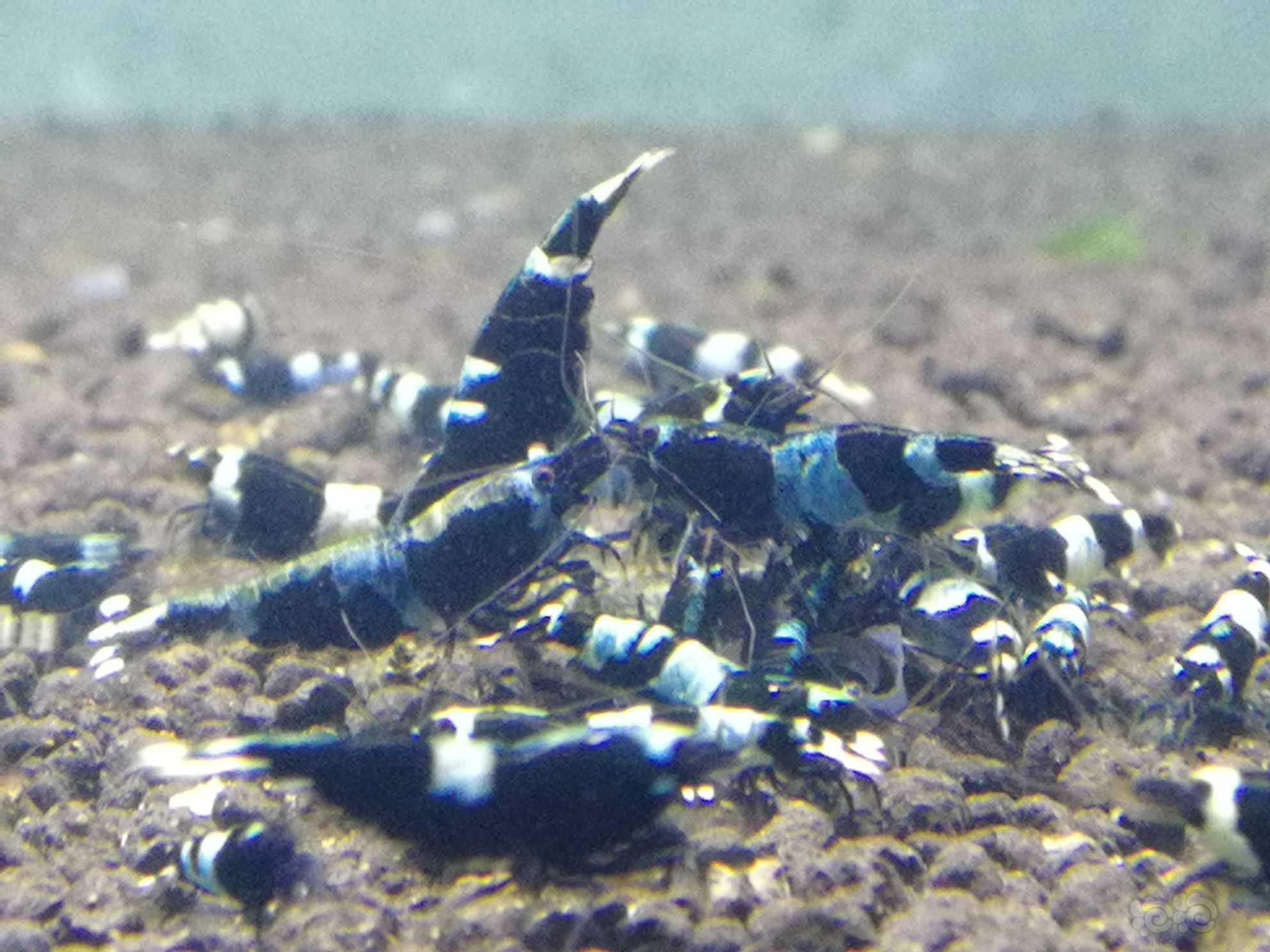 蓝背蓝化金刚水晶虾-图4