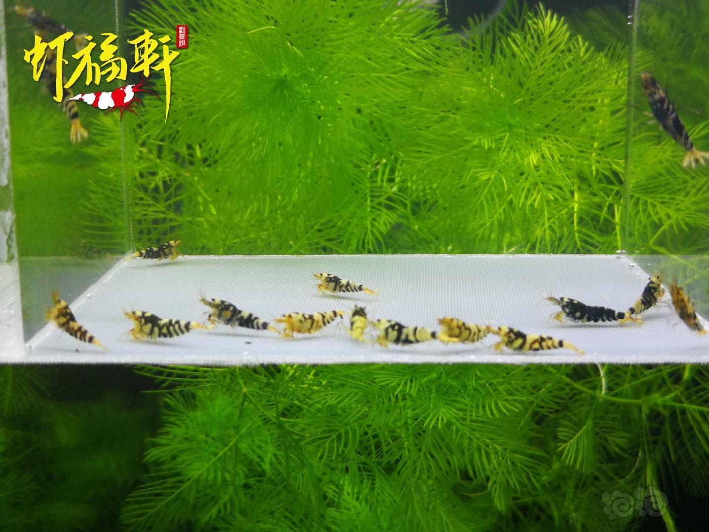 【虾】2021-05-10#RMB拍卖#黑花虎16只-图3