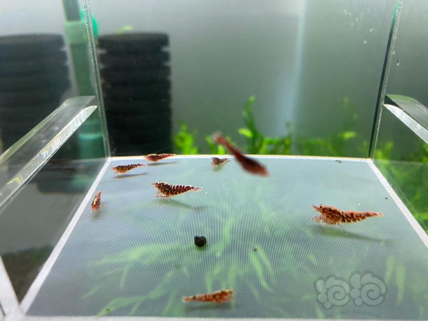【虾】2021-05-11#RMB拍卖红银河10只-图2
