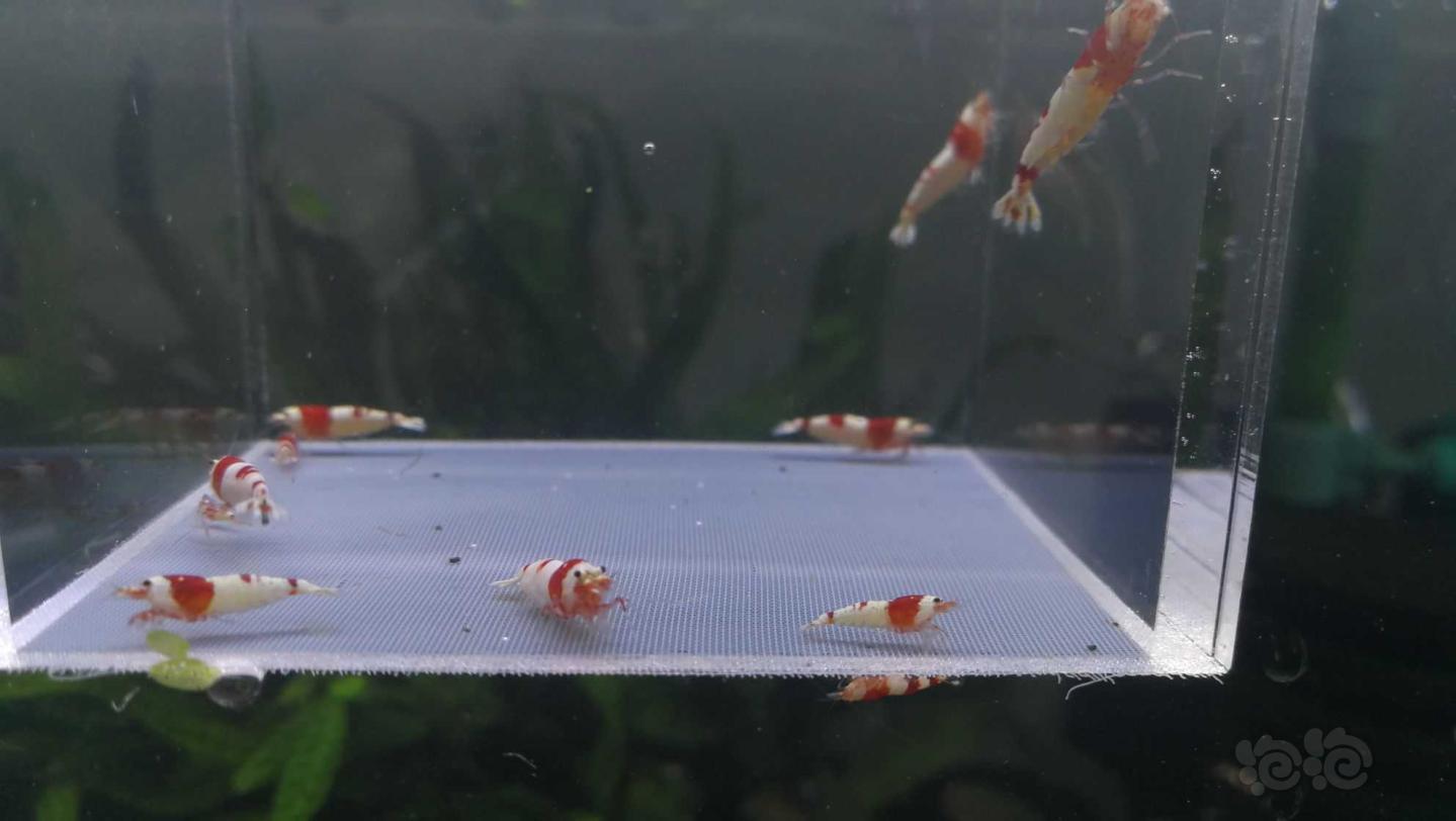 【虾】2021-5-13#RMB拍卖#纯血红白繁殖组7只配2只小虾-图6