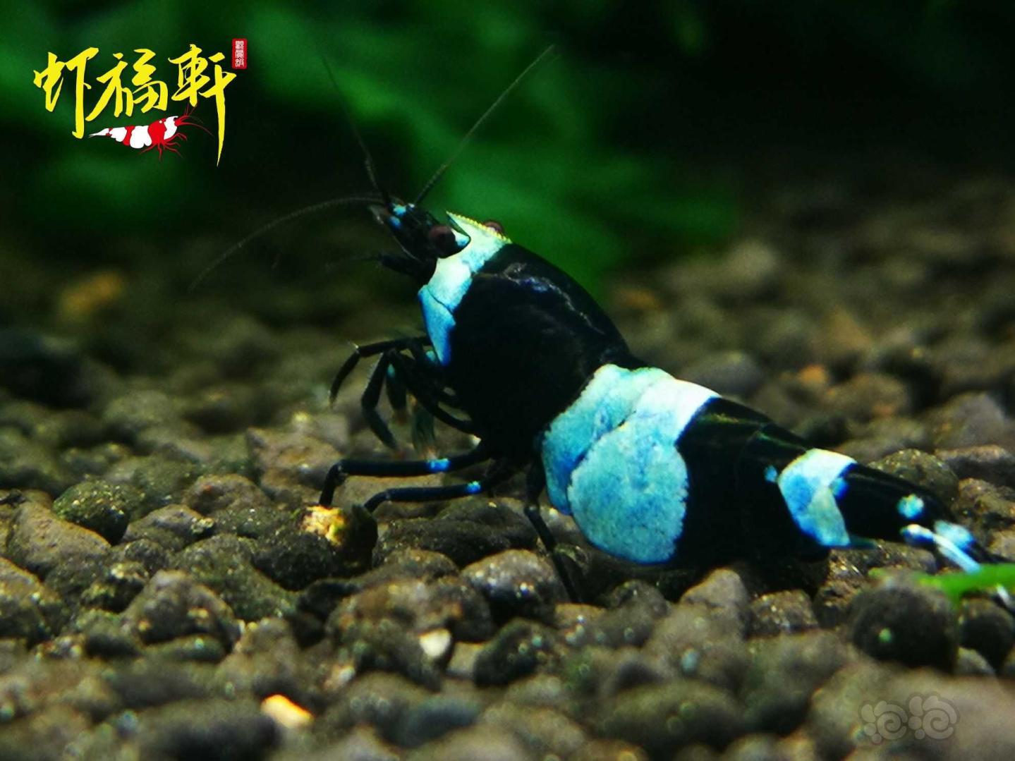 【虾】2021-05-11#RMB拍卖#蓝化黑金刚熊猫种虾3只-图6
