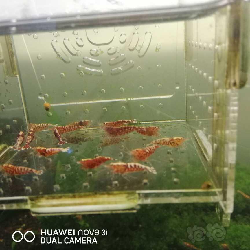 【虾】2021-05-23＃RMB拍卖淘汰红银河15只-图2