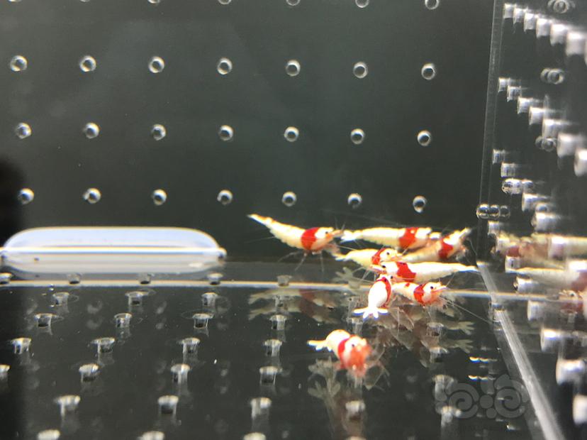 【虾】2021-5-28#RMB拍卖#纯血红白水晶虾苗子一份12只-图6