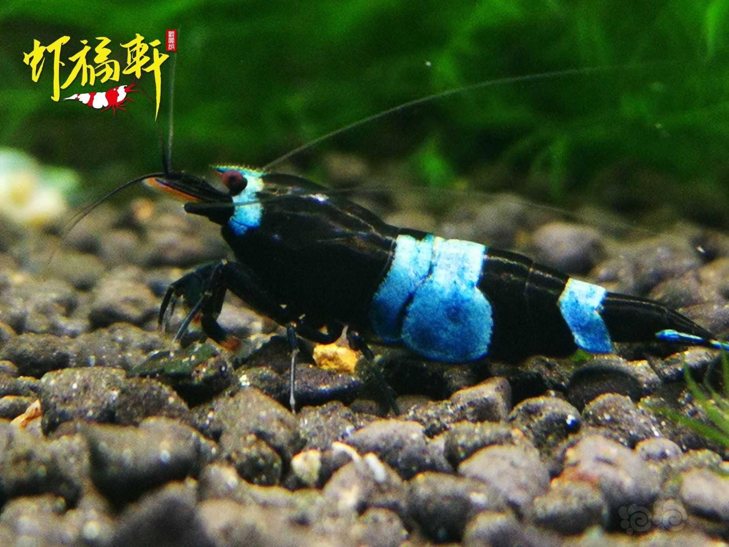 【虾】2021-05-11#RMB拍卖#蓝化黑金刚熊猫种虾3只-图3