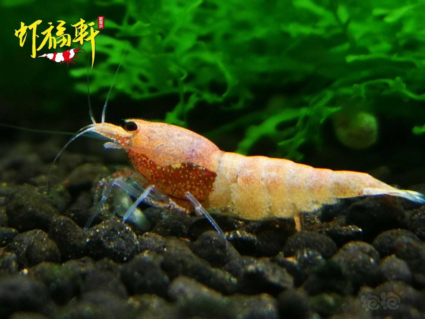 【虾】2021-05-18#RMB拍卖#新品火烈鸟3只繁殖组-图6