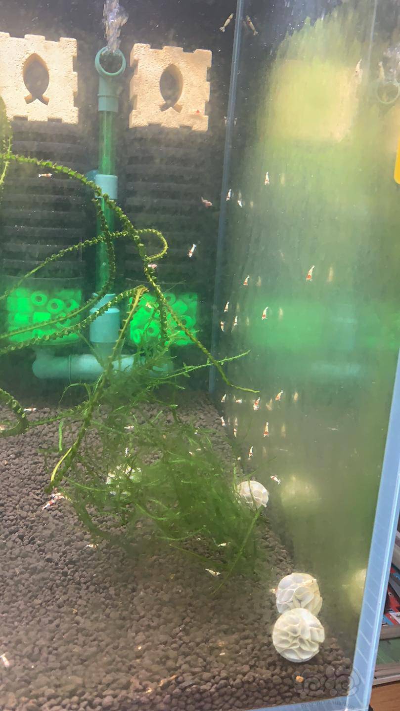 水晶虾缸出涡虫怎么办啊