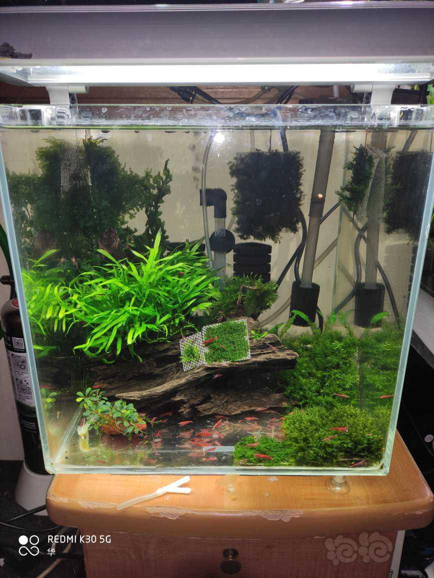 米虾缸不放泥可以养吗