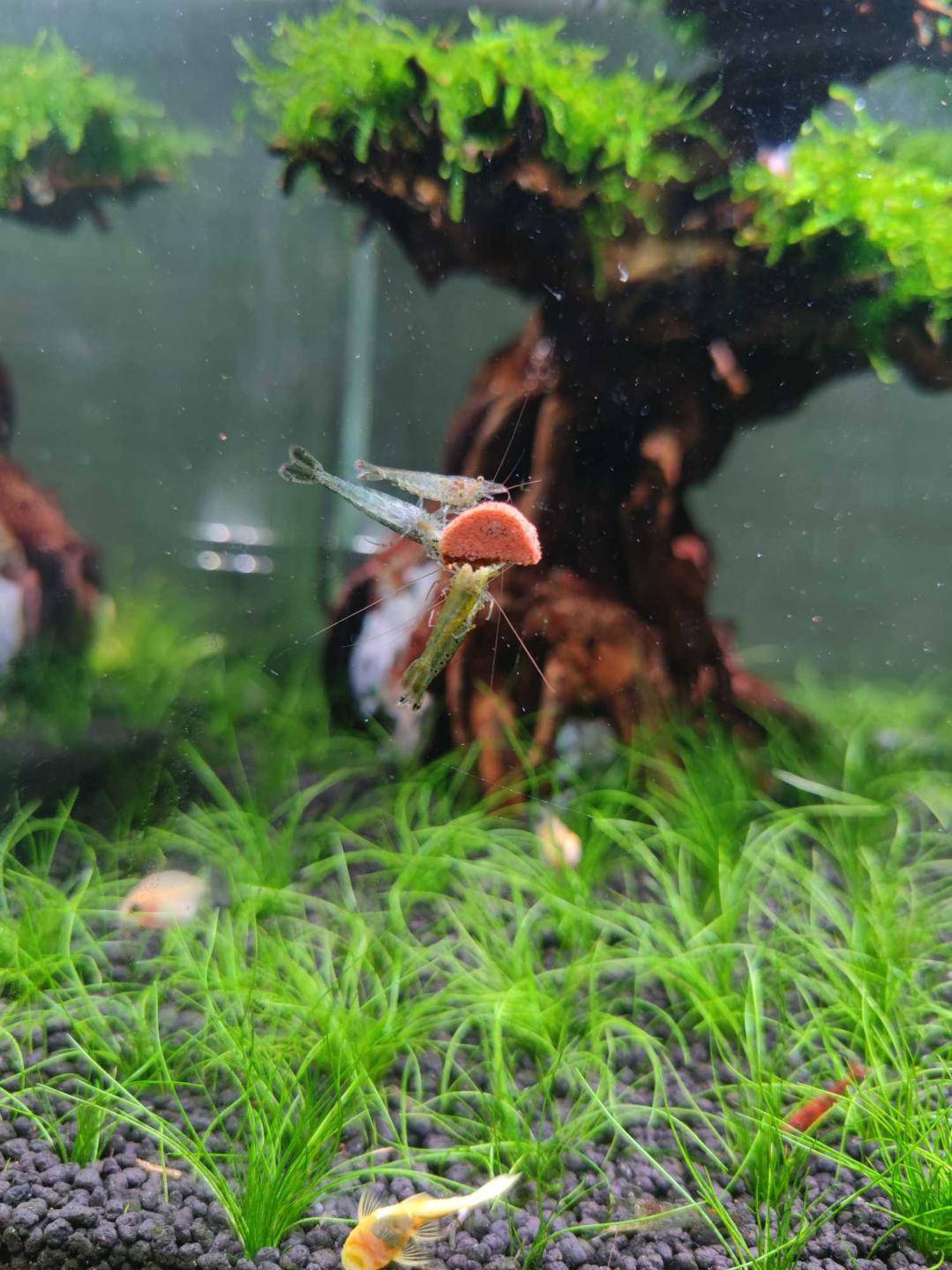 我觉得我鱼缸的鱼 都是瞎子 从来看不见这个食物 泡泡水族