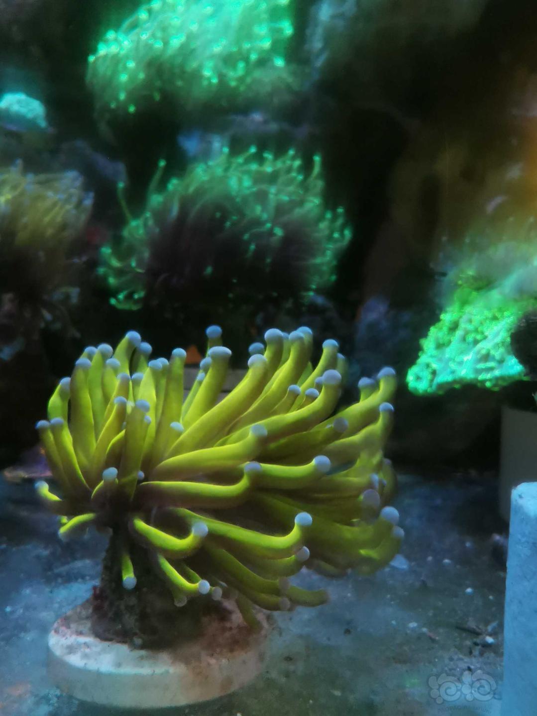 火柴头珊瑚…-图6