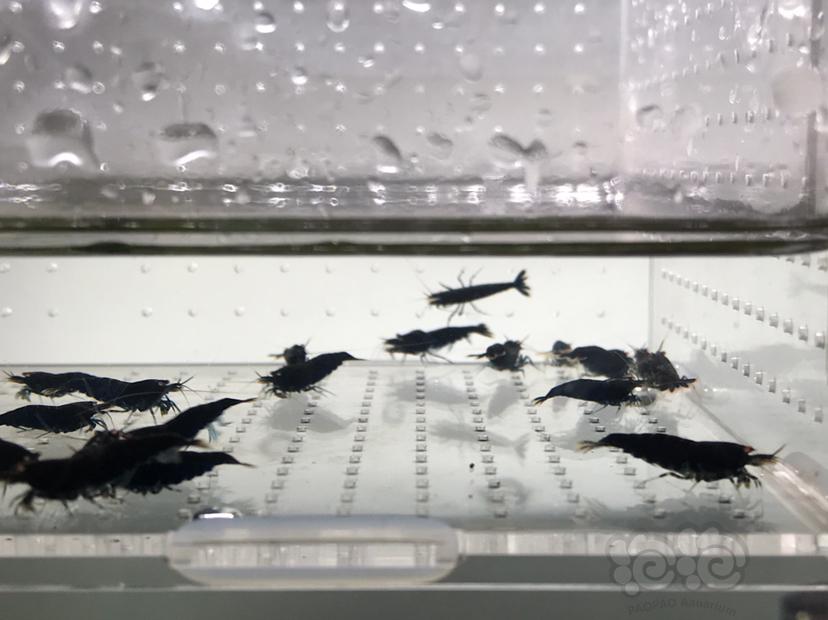 【虾】2021-5-20#RMB拍卖#金眼黑钻水晶虾一份22只-图1