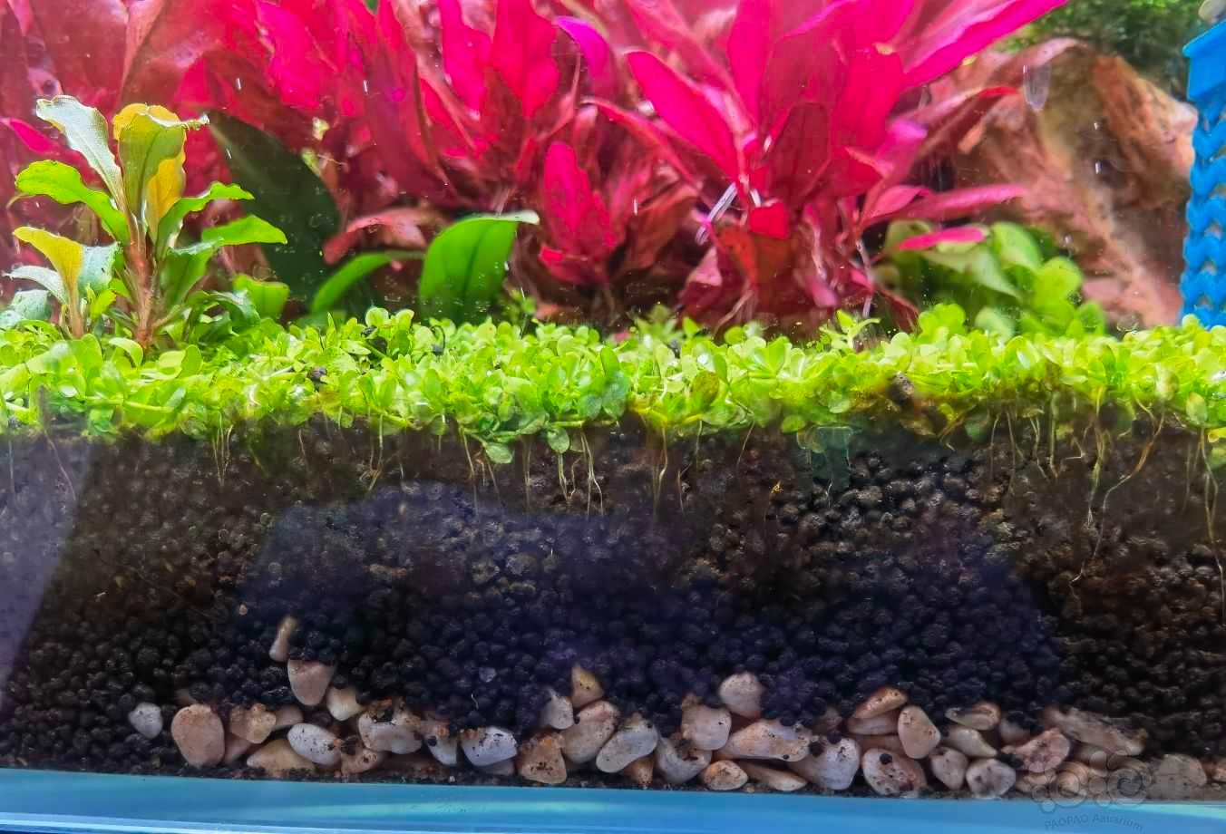 鱼缸壁水草泥上面的是藻类么？-图1