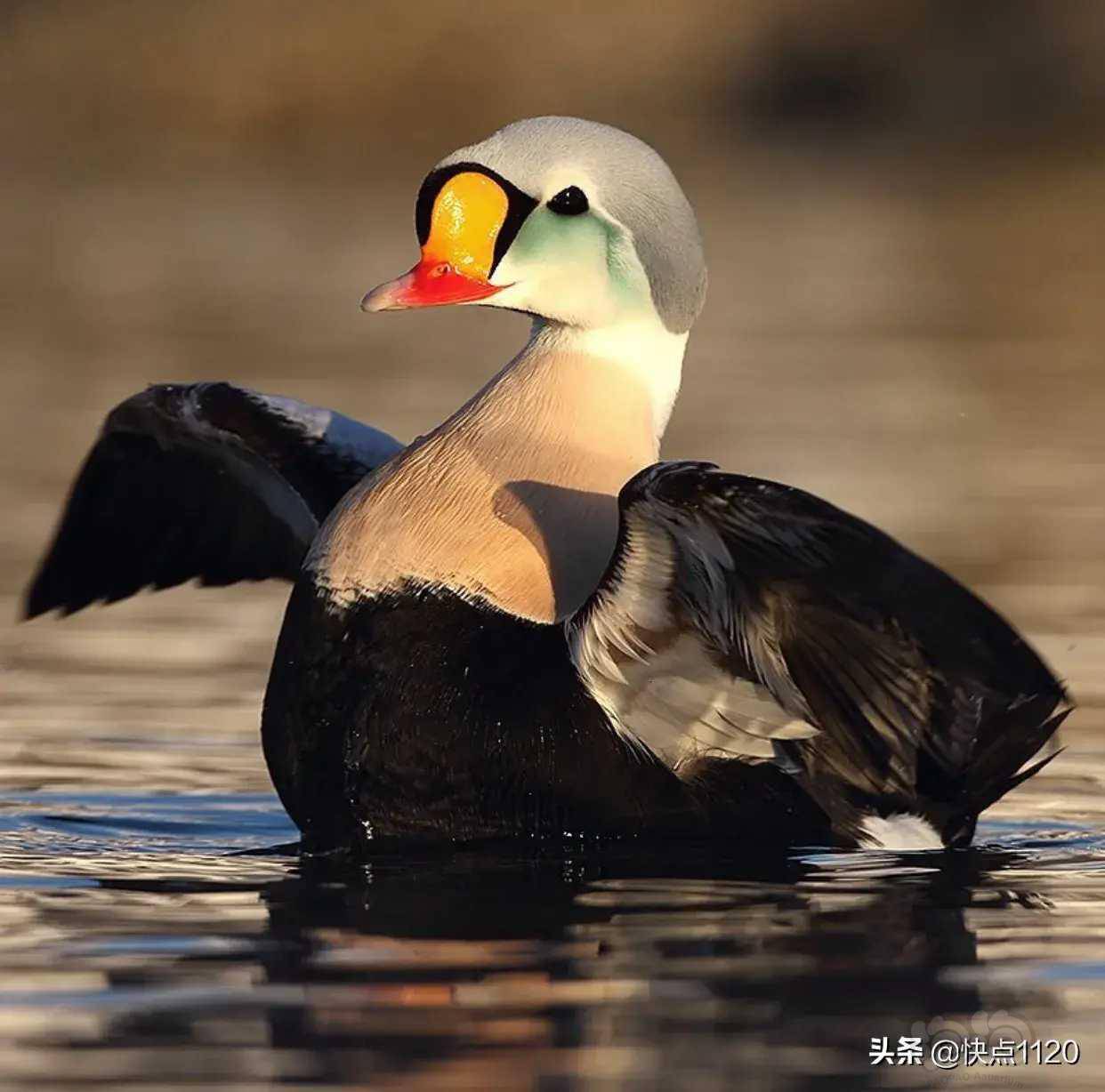 动物世界王绒鸭kingeider分布于北极海岸在北欧