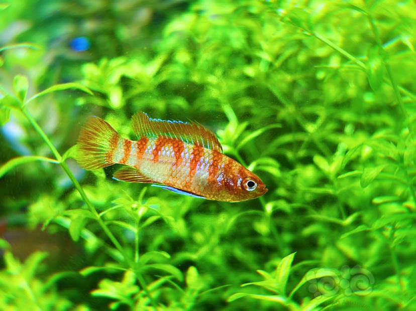 灯科鱼迷你系列火焰变色龙