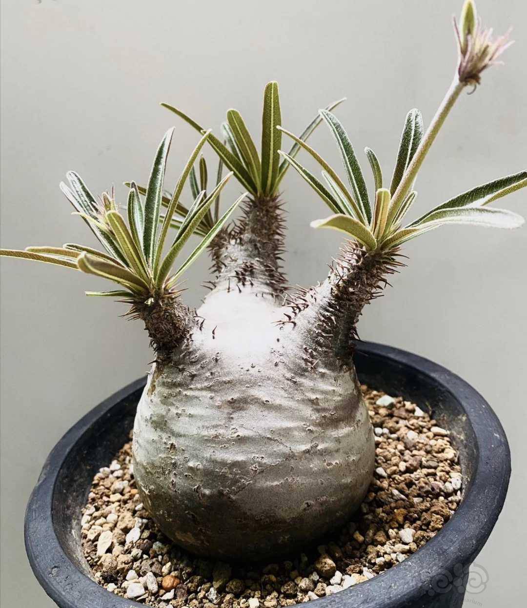 其他象牙宫块根植物