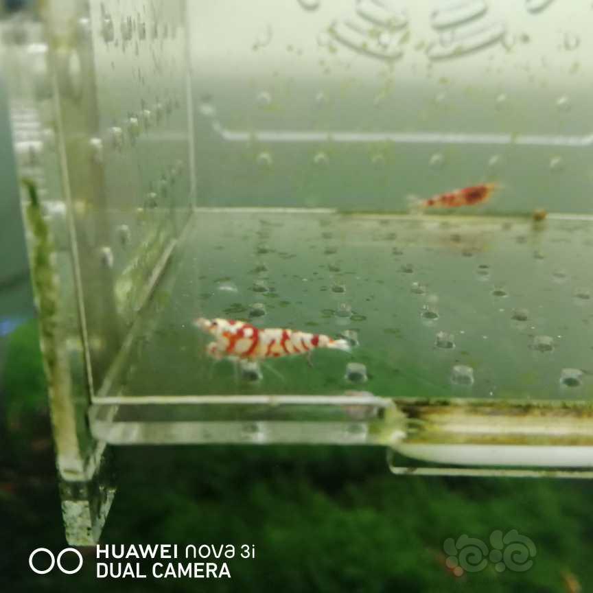 【虾】2021-05-26＃RMB拍卖红花虎3只-图3