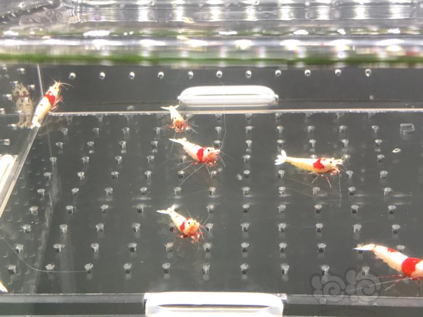 【虾】2021-05-25#RMB#拍卖纯血红白水晶虾15只一份-图4