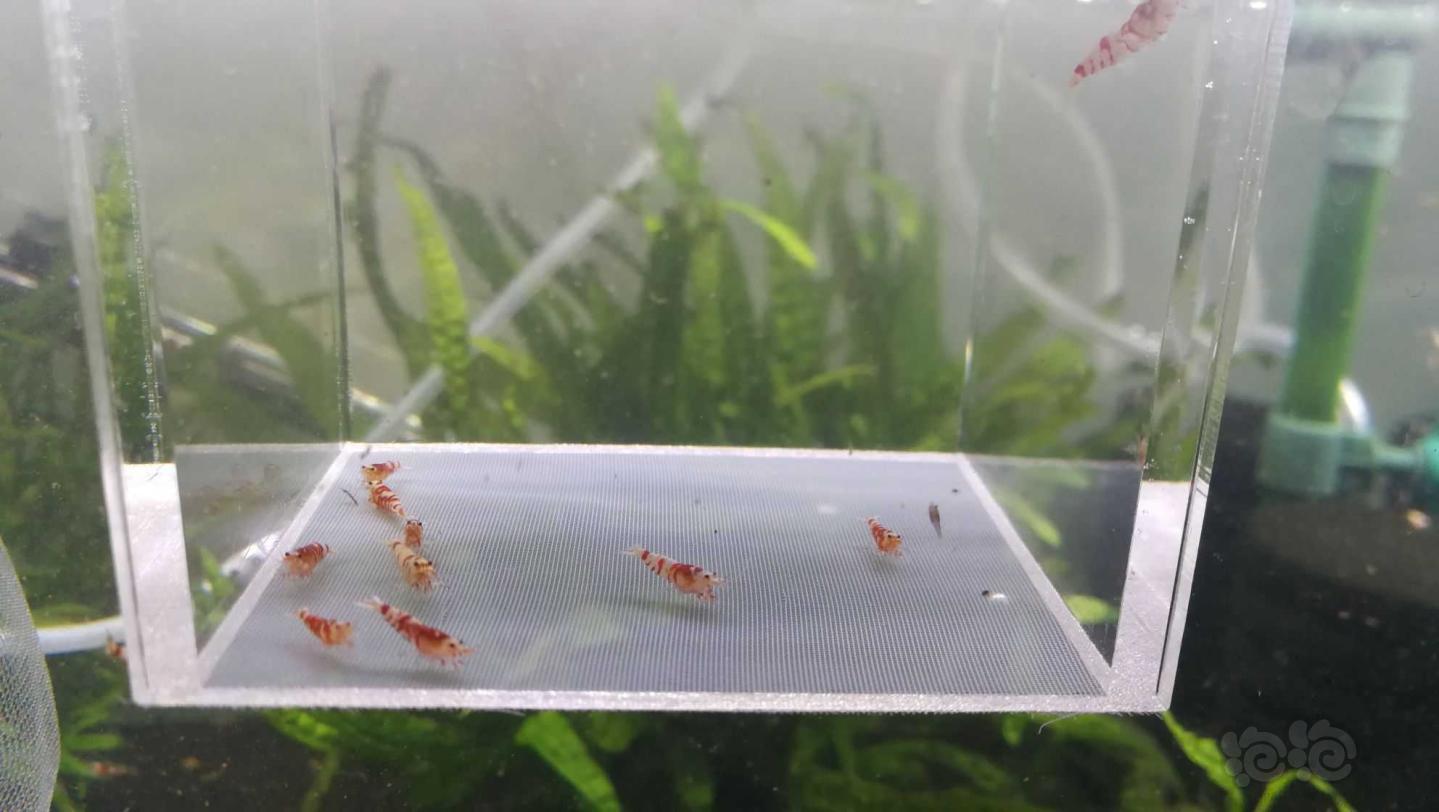 【虾】2021-5-20#RMB拍卖#台系紅花虎10只幼蝦-图6