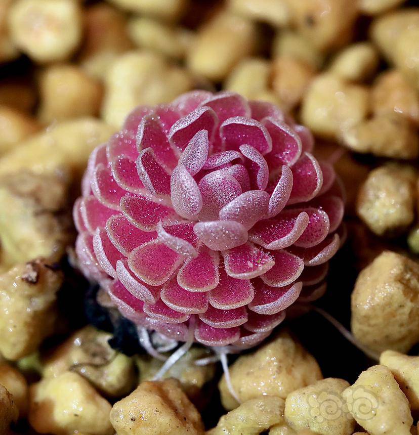 【食虫】弗洛里捕虫堇-图2