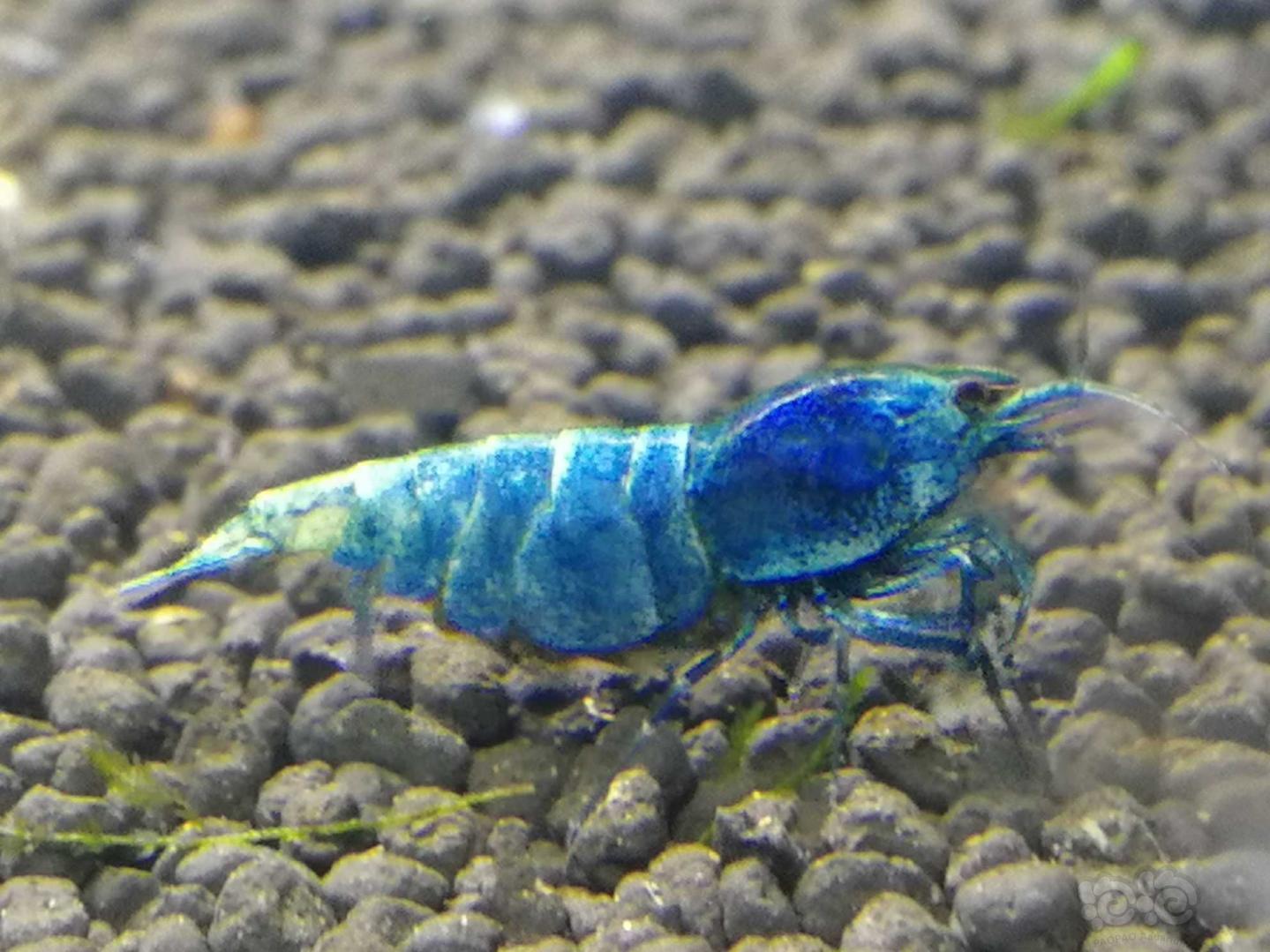 蓝化金刚水晶虾-图3