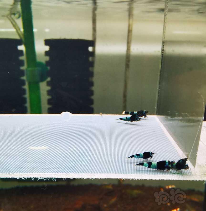 【虾】2021-5-20#RMB拍卖#蓝化黑金刚水晶虾一份10只-图3
