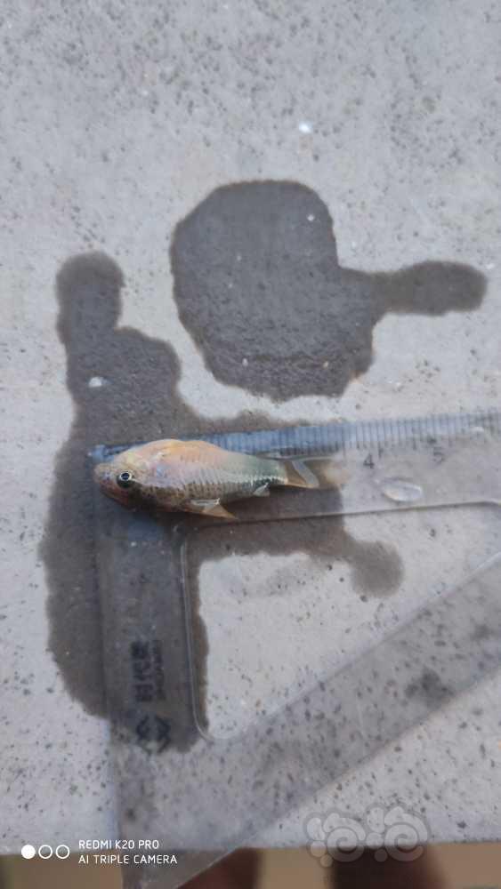 【鼠鱼】死了一紫罗兰鼠鱼-图2