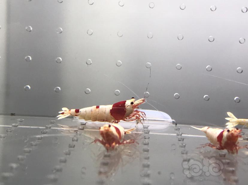 【虾】2021-06-08#RMB拍卖#纯血红白水晶虾一份18只-图8