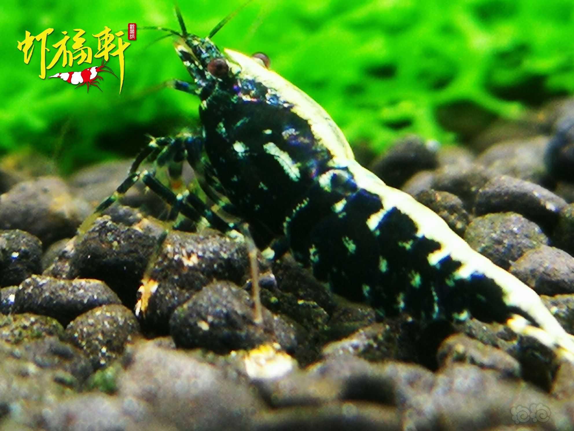 【虾】2021-06-08#RMB拍卖#黑银河淘汰级5只繁殖组-图5