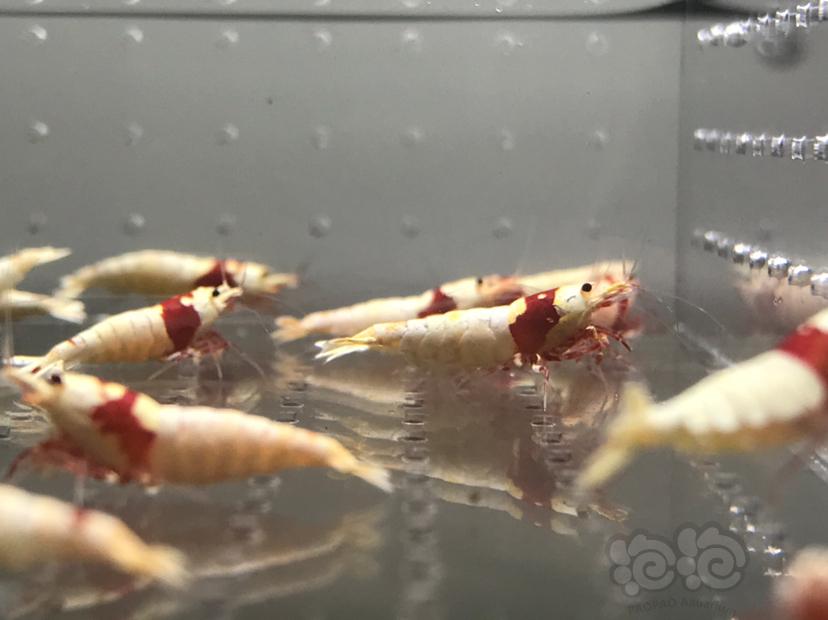 【虾】2021-06-07#RMB拍卖#纯血红白水晶虾一份18只-图4