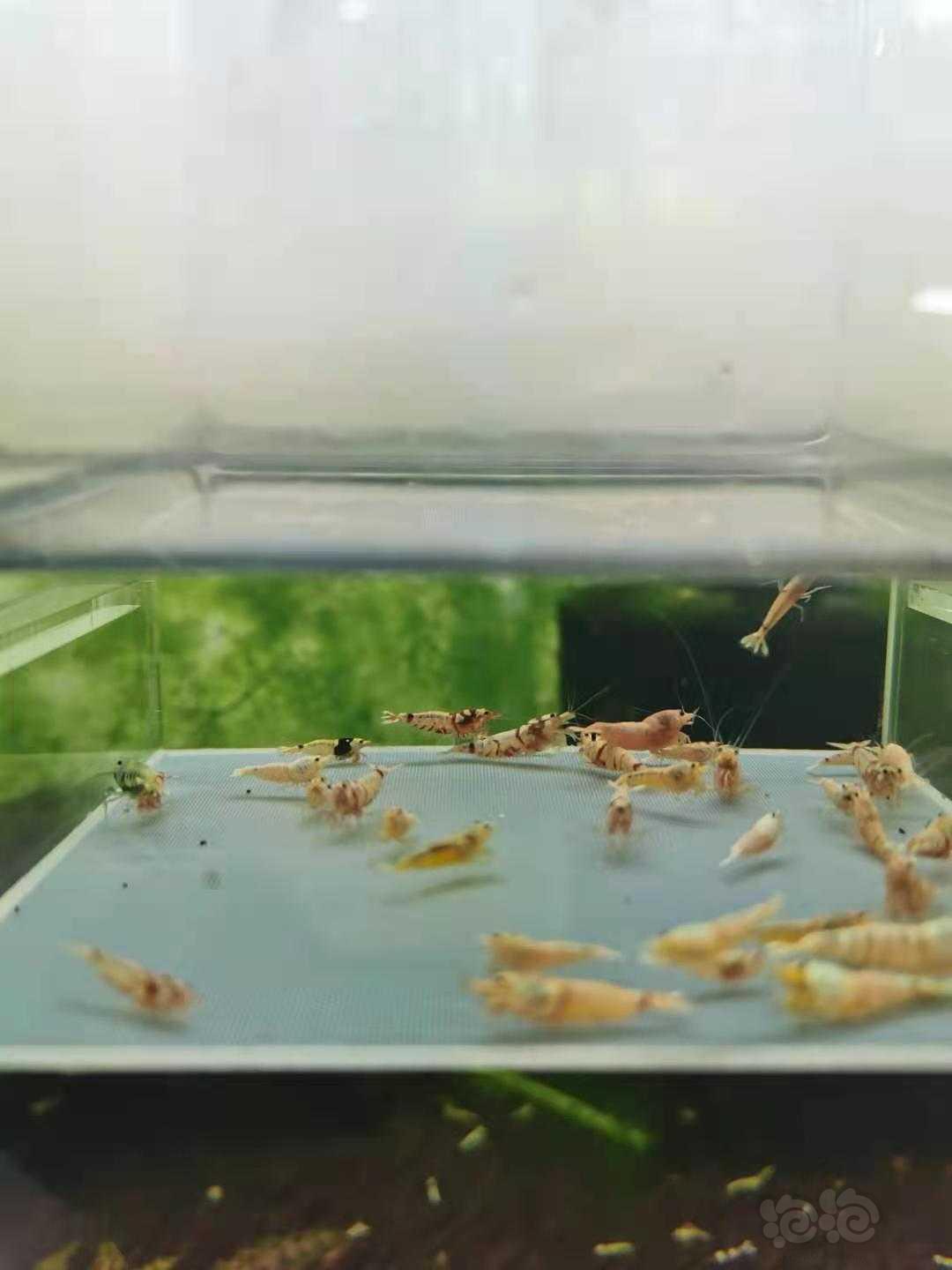 【虾】2021-6-5#RMB 拍卖杂虾一份-图1