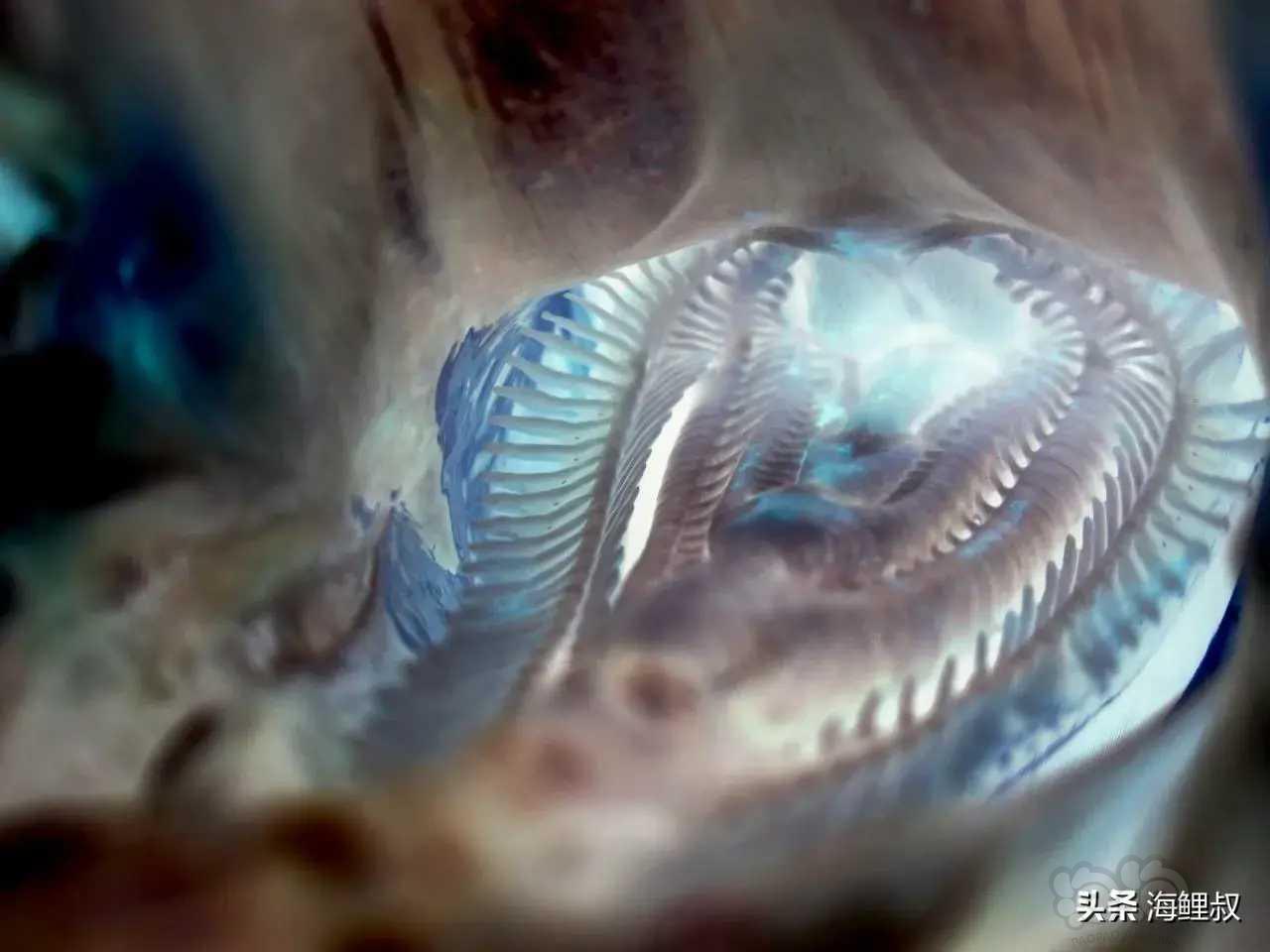 亚成鲣鱼的口腔内拍摄的照片-图2