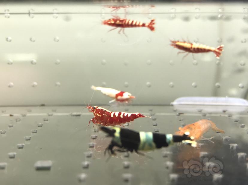 【虾】2021-06-17#RMB拍卖#水晶虾套餐一份15只-图2