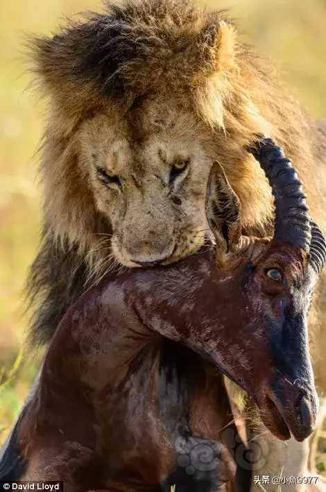 弱肉强食适者生存