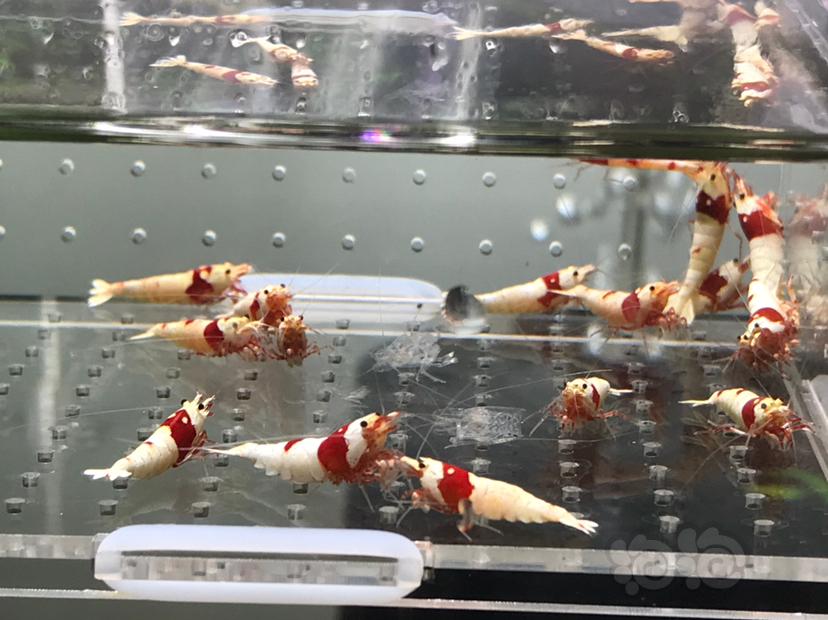 【虾】2021-06-03#RMB拍卖#纯血红白水晶虾一份20只-图8