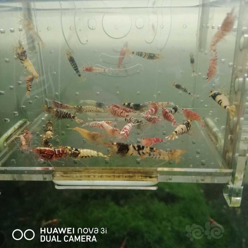 【虾】2021-06-07＃RMB拍卖水晶虾杂虾一份40只-图3