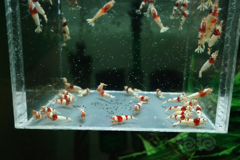 【虾】2021-06-24#RMB#拍卖红白水晶虾压成70只-图2