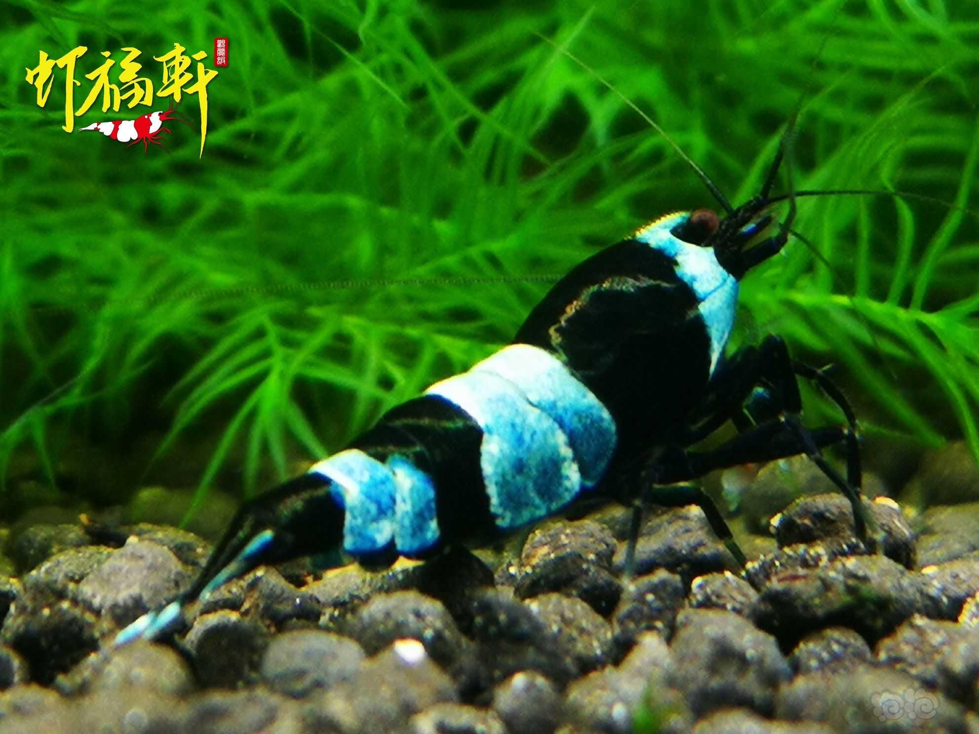 【虾】2021-06-05#RMB拍卖#蓝化黑金刚3只-图2