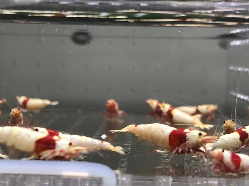 【虾】2021-06-07#RMB拍卖#纯血红白水晶虾一份18只-图6