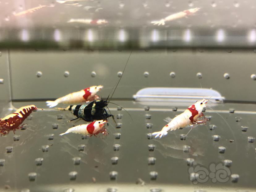 【虾】2021-06-17#RMB拍卖#水晶虾套餐一份15只-图4