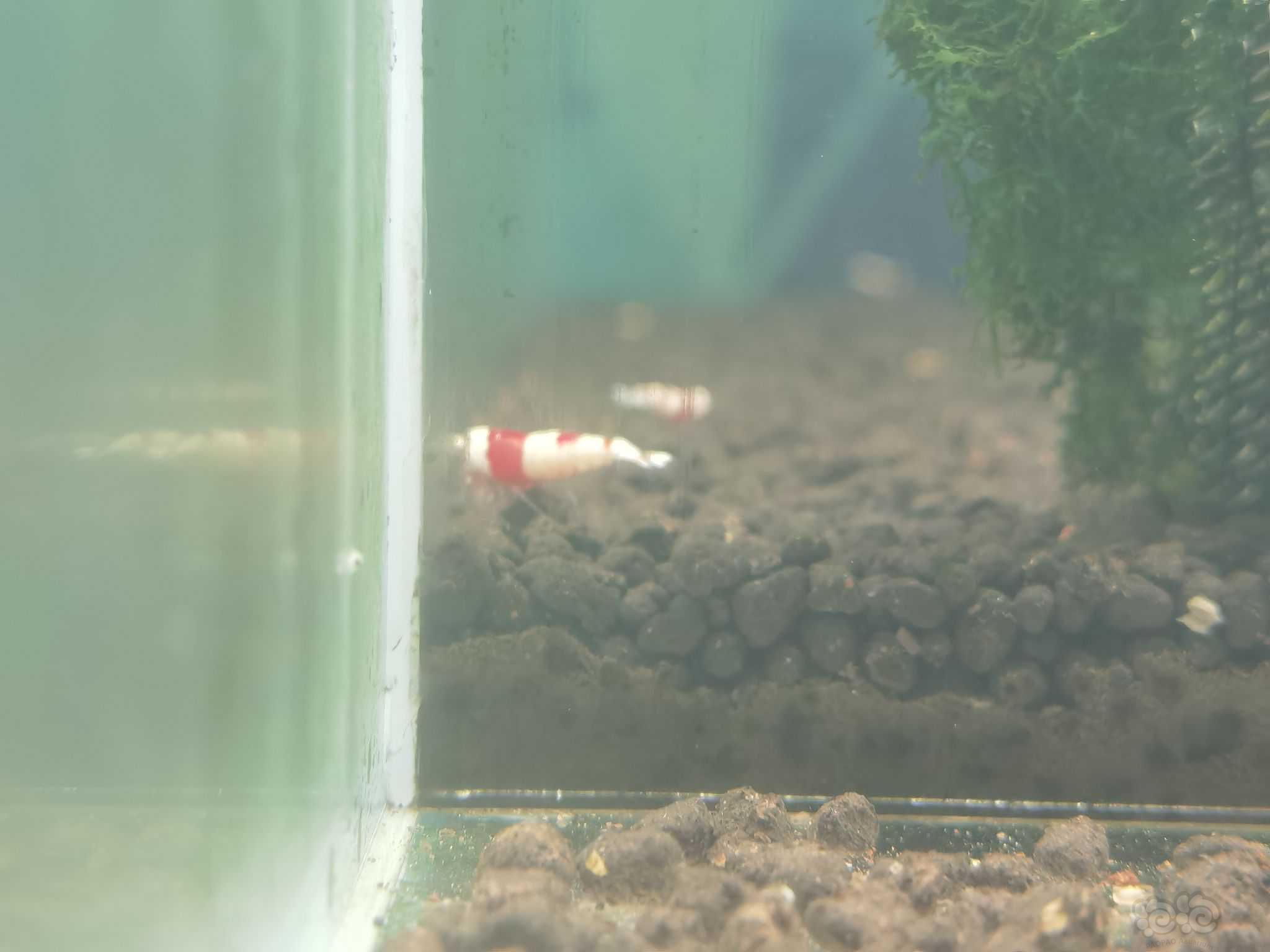 【虾】2021-06-19#RMB拍卖纯血红白大苗子10只-图10