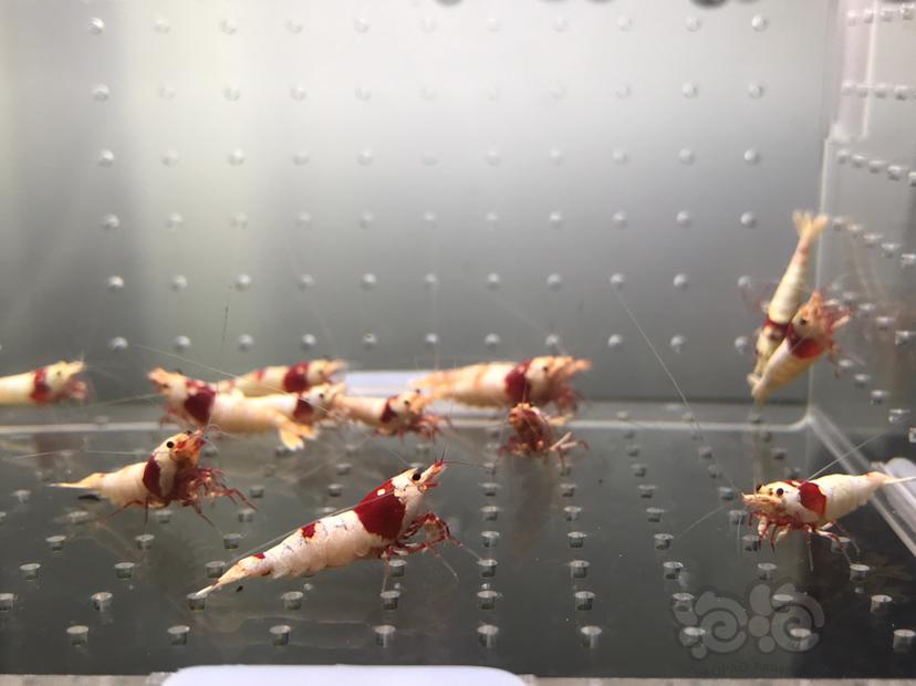 【虾】2021-06-08#RMB拍卖#纯血红白水晶虾一份18只-图1