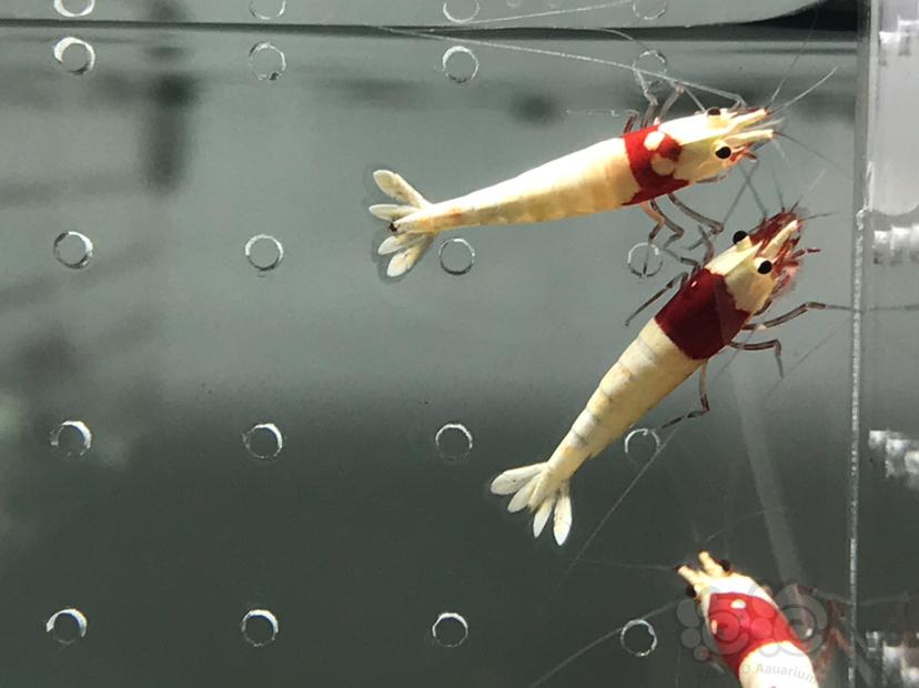 【虾】2021-06-05#RMB拍卖#纯血红白水晶虾一份18只-图4