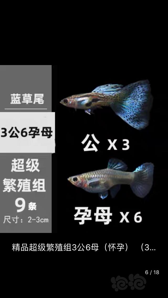 【出售】孔雀鱼蓝草尾-图2
