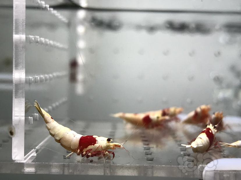 【虾】2021-06-03#RMB拍卖#纯血红白水晶虾一份20只-图6