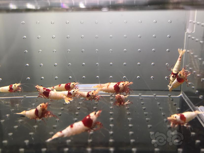 【虾】2021-06-08#RMB拍卖#纯血红白水晶虾一份18只-图2