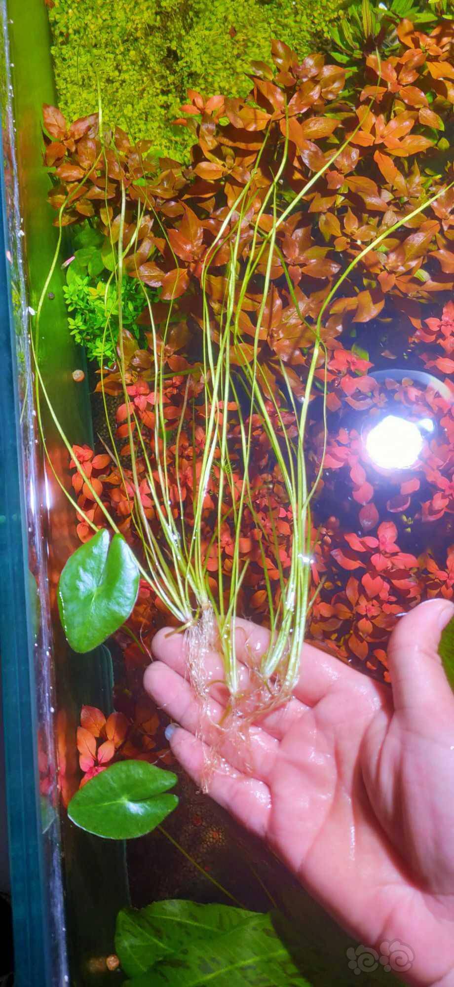 细叶水兰线叶水兰