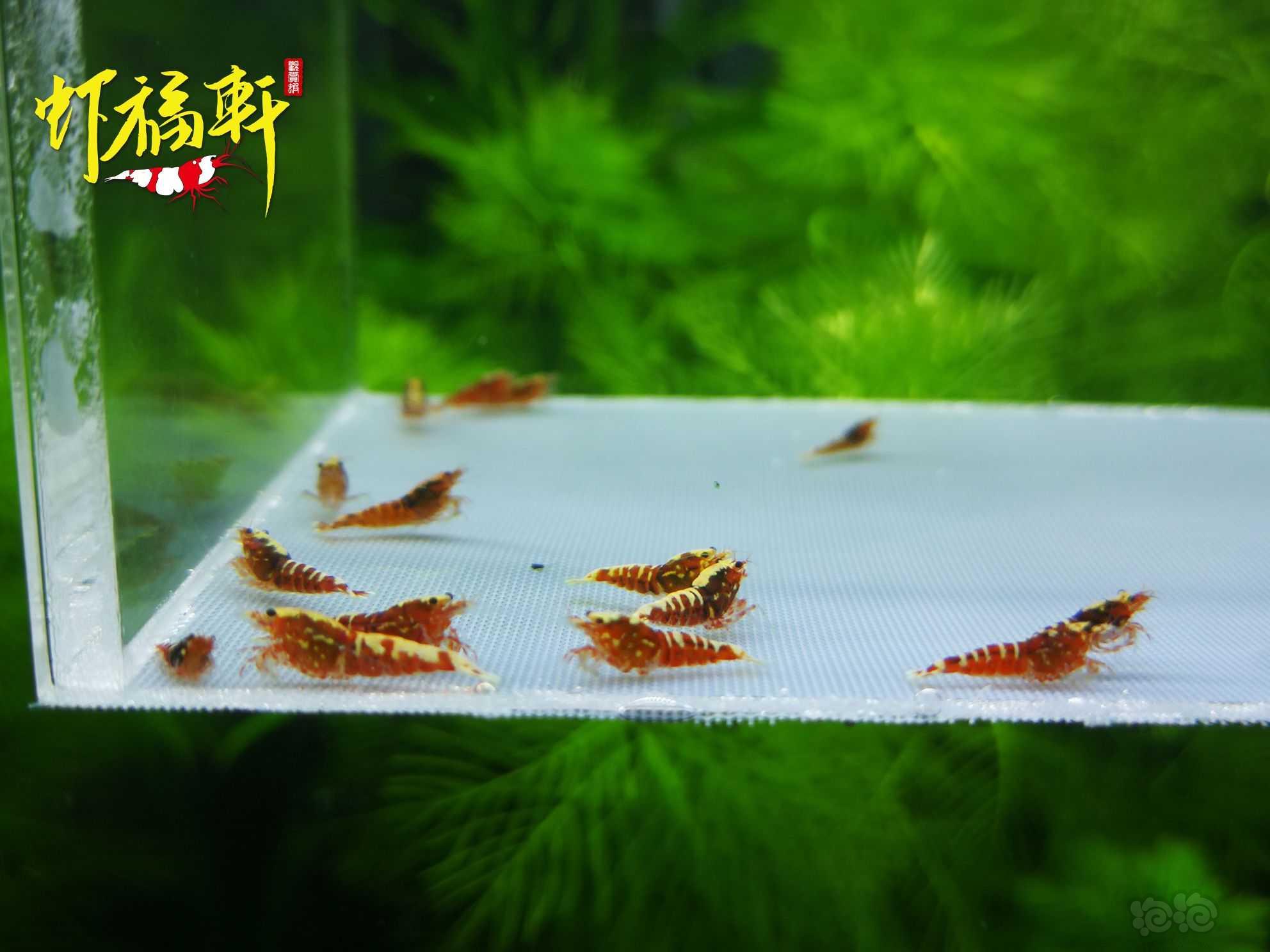 【虾】2021-06-08#RMB拍卖#红银河星钻淘汰苗16只-图3