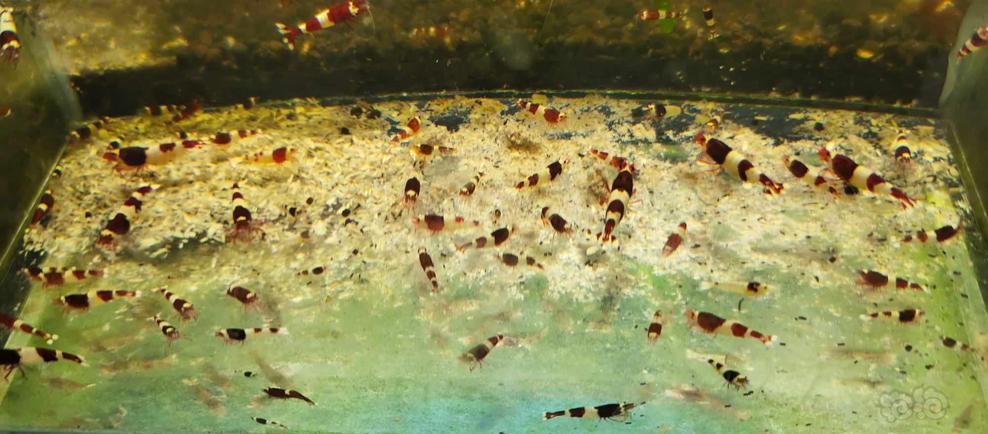 【水晶虾】酒红水晶虾，蓝金刚，红白苗子-图1