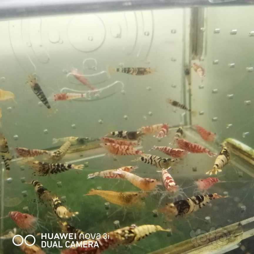 【虾】2021-06-07＃RMB拍卖水晶虾杂虾一份40只-图2